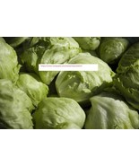 Iceberg Lettuce Seeds - NON-GMO - Vegetable Seeds - BOGO - £0.77 GBP