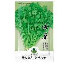 1100 Seeds Cilantro/Coriander Leaves Chinese Parsley Mexican Parsley Gar... - £8.60 GBP