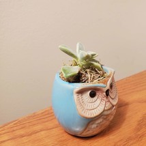Ghost Plant in Ceramic Owl Pot, Live Succulent, Graptopetalum paraguayense, 2.5" image 4