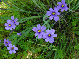 THJAR Blue Eyed Grass, Stout Blue Eyed Grass, 65 Seeds*  - $8.00