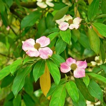 5 Pink Dogwood Tree Cornus Capitata Angustata Kousa Ornamental Flowering Tree Se - $14.90