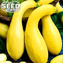 Crookneck Yellow Squash Seeds 25 Seeds Fresh Gardening USA Shipping - $6.38