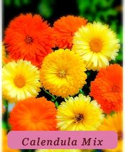 Calendula Pacific Beauty Seeds Mix Pot Marigold Variety Sizes Fresh Harvest - $3.07