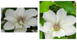 Live Plant - Kitty Clematis Vine - White with Burgundy Anthers - 2.5&quot; Pot - $50.99