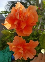 Double Orange Hibiscus -starter live plant 5&#39;&#39; tall plug size - £23.23 GBP