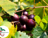 Jumbo Muscadine Grape Vine - Bare Root Live Plant- 2 Year Old Bare Root - £22.85 GBP+