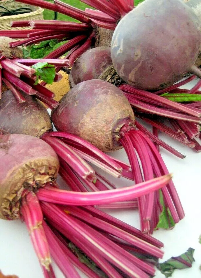 Semilir Detroit Beet Spring Garden Beetroot Non-Gmo Vegetable 200 Seeds - £7.63 GBP