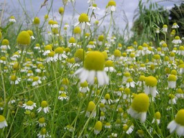 Chamomile Seeds German Herb 500 Seeds Fresh Seeds USA - £12.80 GBP