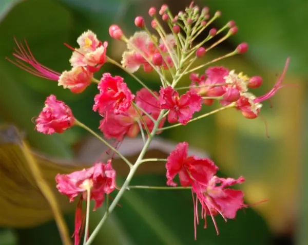 Caesalpinia Pulcherrima Pink 5 Seeds Fresh Seeds - £18.45 GBP