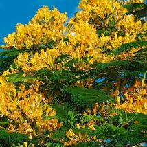 Yellow flamboyant (Delonix Regia Flavida ) most wanted golden tree 1’-2’ - £47.54 GBP