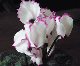 10 Seeds New Light Pink Plicated Cyclamen with Red Edge Flower - $9.57