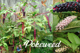 100 Fresh American Pokeweed Seeds (Phytolacca Americana) - $8.00