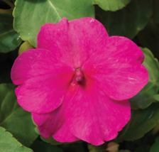 50 Pc Seeds Accent Rose Impatiens Flower, Impatiens Seeds for Planting | RK - £16.83 GBP