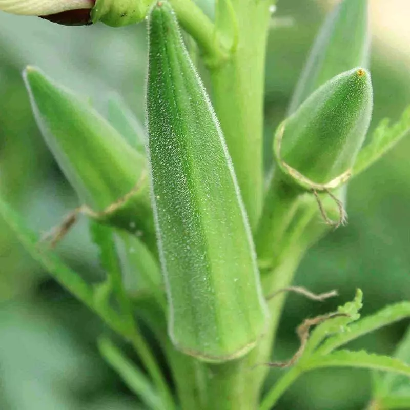 RAFH 60 Clemson Spineless Okra Seeds Non GMO Gumbo Lady'S Fingers Heirloom Seeds - £7.04 GBP