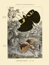 Decoration Poster.Home wall art.Room design.French Bug Science illustration.9131 - £13.01 GBP+