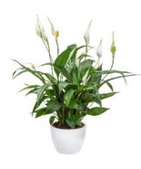 Variegated Peace Lily Sp6458 Starter Plant 2 Plants Fresh Garden - $53.50 CAD