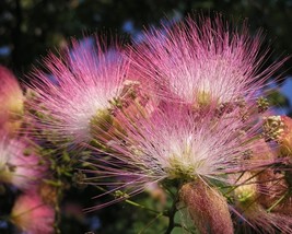 Albizia Julibrissin Rosea (Silky Mimosa) 7 seeds - £0.96 GBP