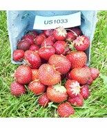 5 Flavorfest Strawberry Living Roots Zones 4-7 June US Fast Shipping - $753.61 MXN