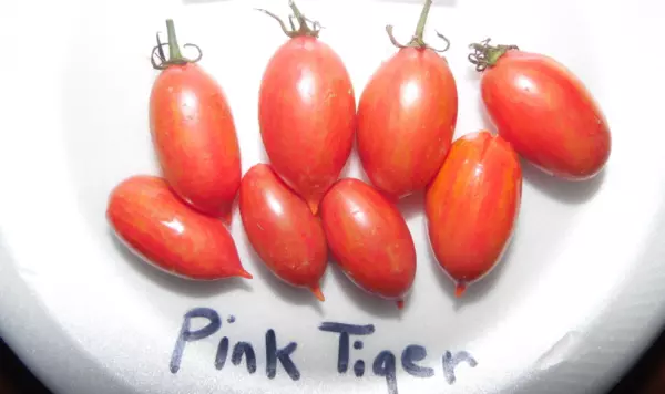 USA Seller FreshPink Tiger Tomato Seeds - £10.18 GBP