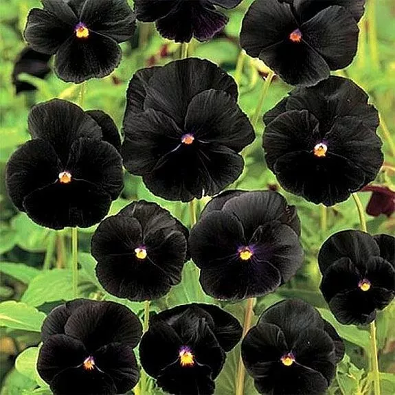 50 Seeds, Pansy Seeds Viola X Wittrockiana Clear Crystals Black - £11.79 GBP