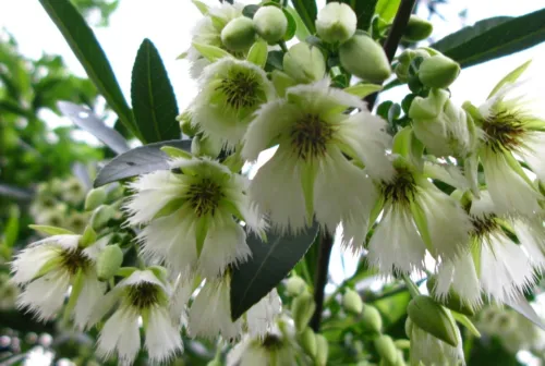 Elaeocarpus Floribundus Indian Olive Jalpai 5 Seeds Fresh Seeds - $25.90