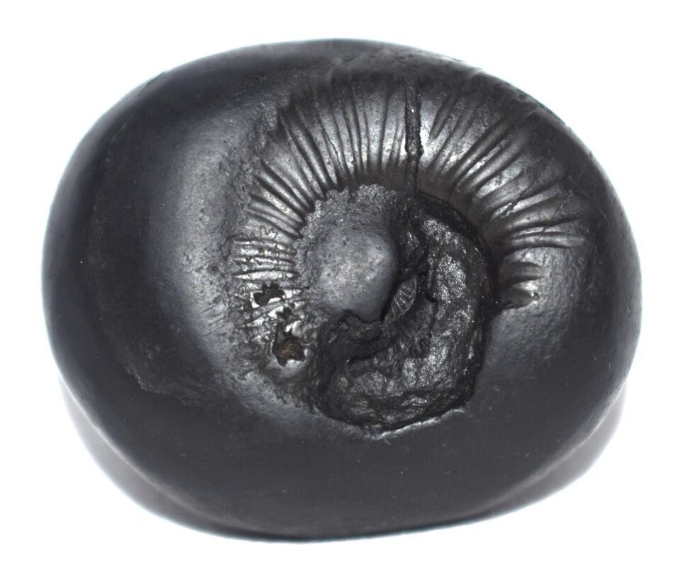 Shesha Shaligram / Ananta Shesha Salagram - Gandaki River Nepal Item image 10