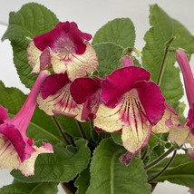 Item image 1 image 1