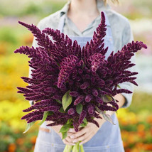 AD Amaranth Pygmy Torch Amaranth Caudat 500 Seeds Compact Red Home Garden - $18.19 CAD