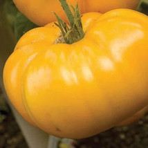 VC Yellow Orange Heirloom Brandywine Tomato Seeds Indeterminate Potato L... - $9.77