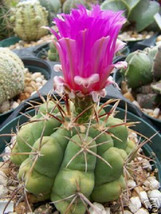 Thelocactus heterochromus rare cactus seed 10 SEEDS - £7.18 GBP