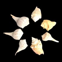 Lot of 7 Lightning Whelk &amp; Conch Sea Shells 3 Inch to 3.5 Inch - £13.75 GBP