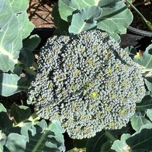 USA Seller De Cicco Broccoli Seeds Organic - £3.16 GBP