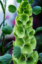 Grow In US Bells Of Ireland Green Flowers 45 Seeds  - £5.66 GBP
