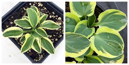 Mini Mighty Mouse Hosta - Dwarf/Fairy Garden - 4&quot; Pot - £39.05 GBP