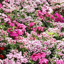 500 Mixed Colors Sweet William Dianthus Barbatus Color Mix Red White Pin... - £7.81 GBP