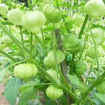 Toma Verde Tomatillo Perfect For Cooking Garden Beautiful USA - $15.97