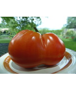 Conqueror of Hearts - a red, heart-shaped heirloom from Russia - £3.98 GBP