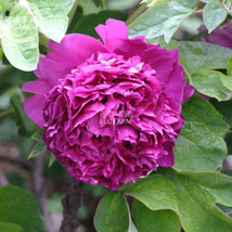 Peony Shou An Hong Dark Purplish Red Flower Seeds Big Blooms Crown Type Perennia - £4.26 GBP