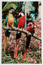Macaw Parrot Bird Sunken Gardens St Petersburg Florida FL Koppel Postcard c1970s - £4.71 GBP