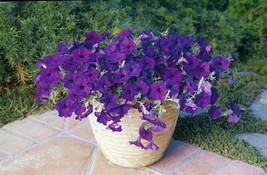 10 Pcs Blue Wave Petunia Flower Seeds #MNHG - £12.93 GBP