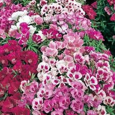 100 HEIRLOOM DOUBLE Clarkia elegans Mix  Color  Seeds - $1.89