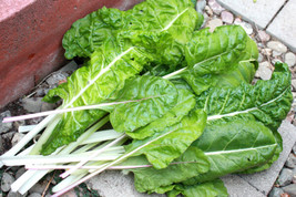 Swiss Chard Fordhook Swiss Chard For Fresh Salad Greens 105 Seeds   - £9.15 GBP