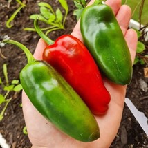Spicy Jalapeno Conchos Seed Kit - 5 Premium Pepper Seeds for Flavorful Home Gard - £5.48 GBP