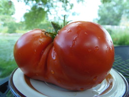 Sleeping Giant, a deep red heart-shaped tomato - J&amp;L Gardens bred - £4.00 GBP