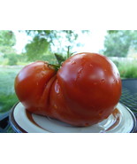 Sleeping Giant, a deep red heart-shaped tomato - J&amp;L Gardens bred - £3.98 GBP