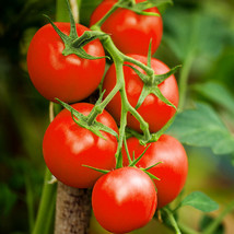 Moneymaker Vine Tomato Indeterminate Cordon Stake Tomatoes Easy To Grow ... - $238.31 MXN