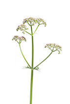 50 Valeriana Officinalis Seeds  Valerian Root  Perennial Medicinal Sleep Herb - £7.63 GBP
