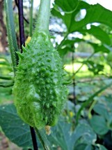 West Indian Gherkin seed - strangely beautiful and tasty ornamental cucu... - $5.00