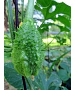 West Indian Gherkin seed - strangely beautiful and tasty ornamental cucu... - £3.98 GBP