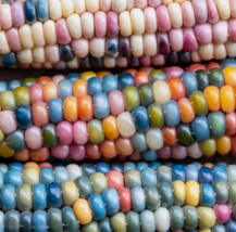 30 Pc Seeds Glass Gem Corn Mixed Color, Zea Mays Seeds for Planting |RK - £13.21 GBP